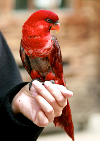 Clifford the Cardinal Lory