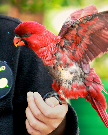 Clifford the Cardinal Lory