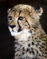 Flourishing Cheetah
