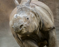 Full Speed Rhino