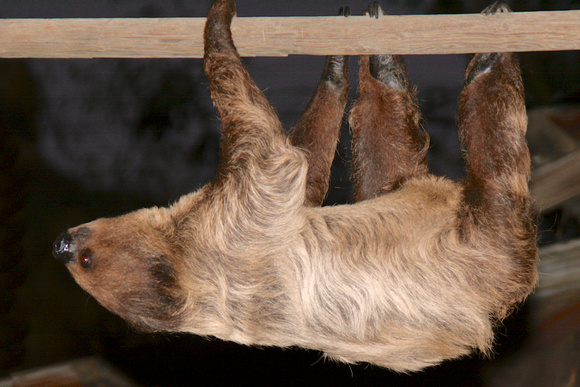 Two-toed Sloth