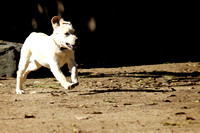 Run, Puppy, Run!