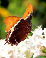 Brown Siproeta Butterfly