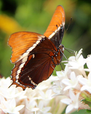 Brown Siproeta Butterfly