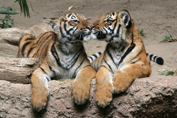Tiger tenderness