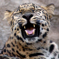 Leopard Laugh