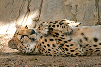 Bakka the Cheetah