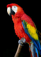 Magnificent Macaws