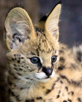 Kamari the Serval Cub