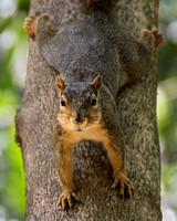 Downward Facing Squirrel