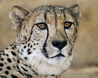 Ayana, the Lovely Cheetah