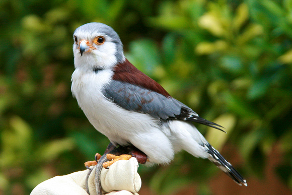 Jambo the Pygmy Falcon