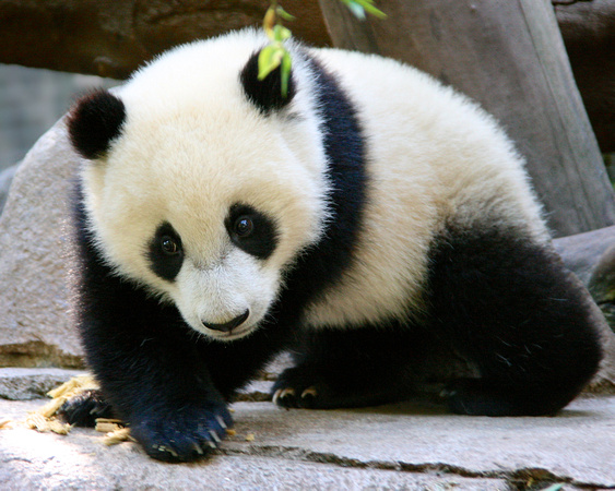The Panda Cub Shuffle