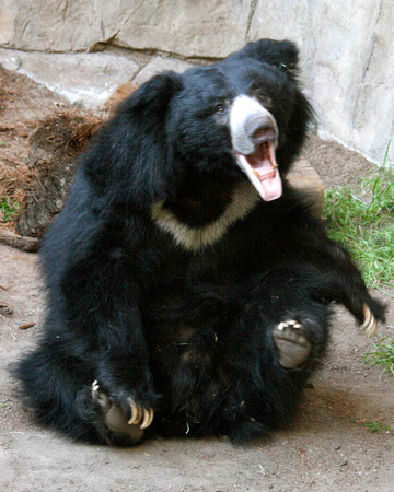 Laughing Bear