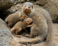 Proud Mama and the Mongoose Family