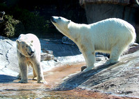 Polar Bear Passion