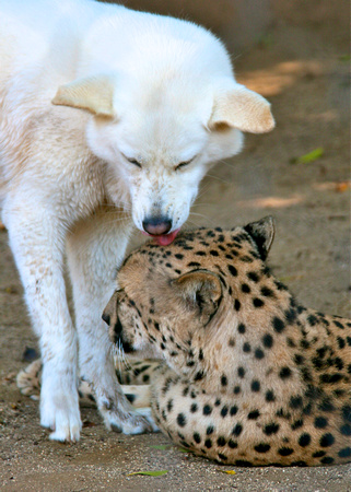Bakka the Cheetah & Miley