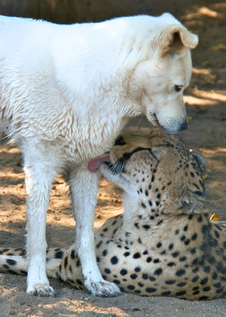 Bakka the cheetah & Miley the dog