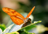 Orange Julia Butterfly
