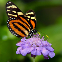 Tiger Mimic Queen Butterfly