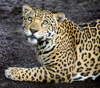 Tha Sweetest Jaguar Ever