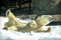 Polar Bears in the San Diego Snow