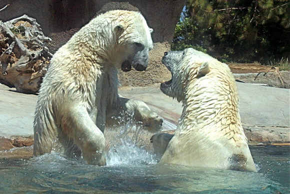 Polar Bear Playtime