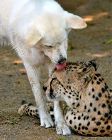 Bakka the Cheetah & Miley
