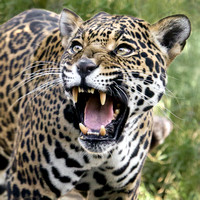 I am Jaguar, Hear Me Roar!