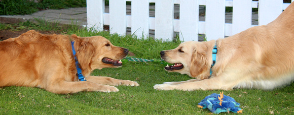 Happiness is Tug with a Friend!