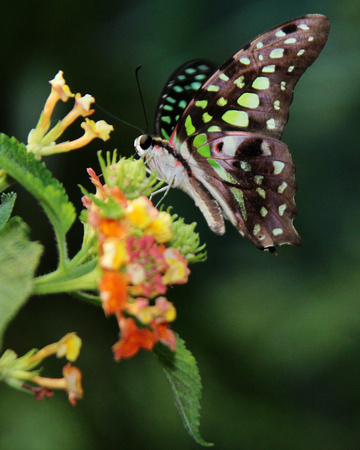 Tailed Jay Butterfly