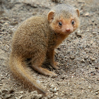 Mini Mongoose