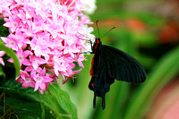 Pink Rose Swallowtail