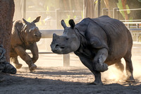 Rhino Races