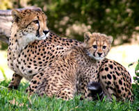 Addison's Cheetah Cubs