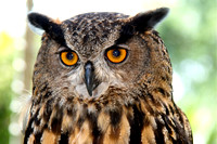 Eurasion Eagle Owl
