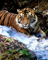 Tiger in the Stream