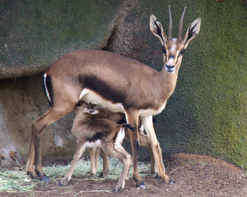 baby girl gazelles