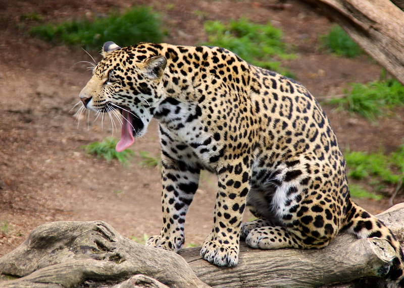 A loving jaguar